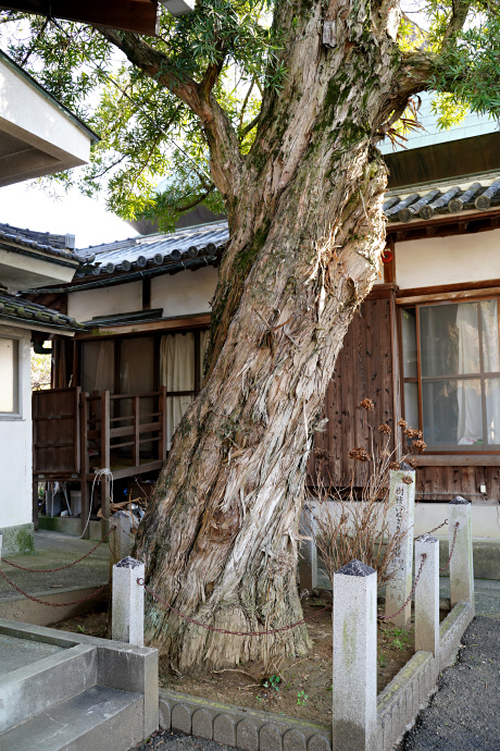 西方寺のイヌマキ