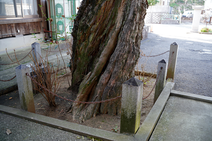 西方寺のイヌマキ