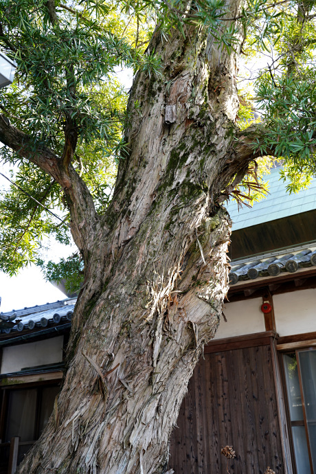 西方寺のイヌマキ