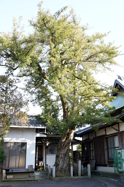 西方寺のイヌマキ