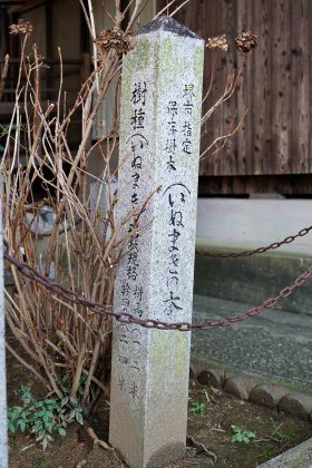 堺市の保存樹木指定標柱