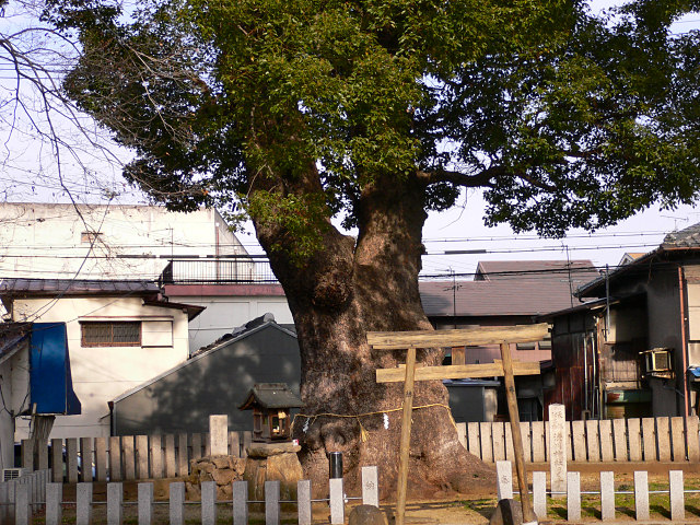 渋川神社のくす