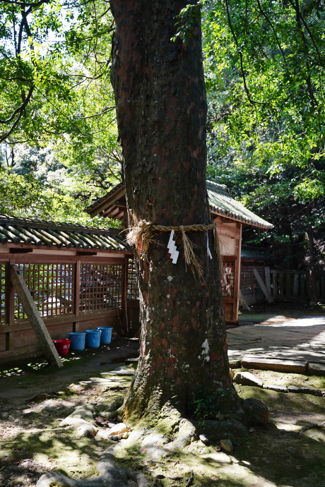 信達神社のナギ