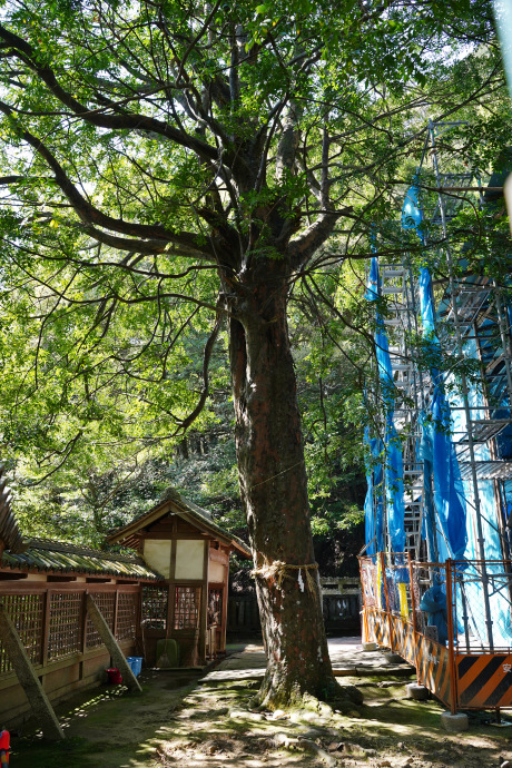 信達神社のナギ