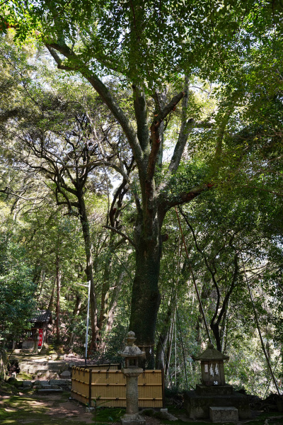 信達神社のオガタマノキ