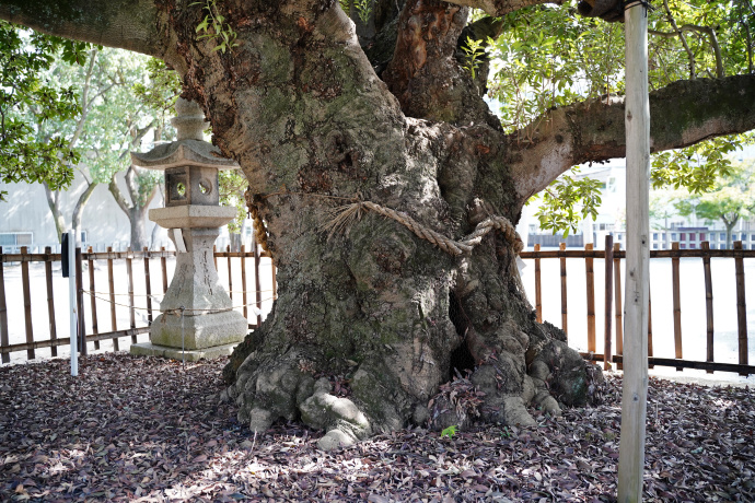 神服神社のヤマモモ