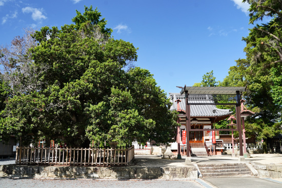 神服神社拝殿とヤマモモ