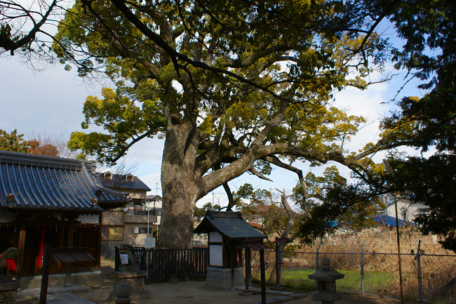 須賀神社（茨木市）のくす