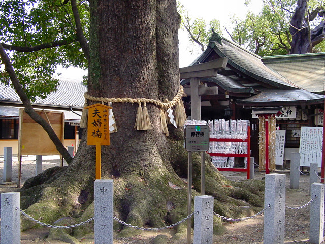 住吉大社・夫婦楠