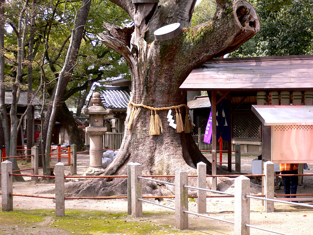 住吉大社・楠くん社の楠