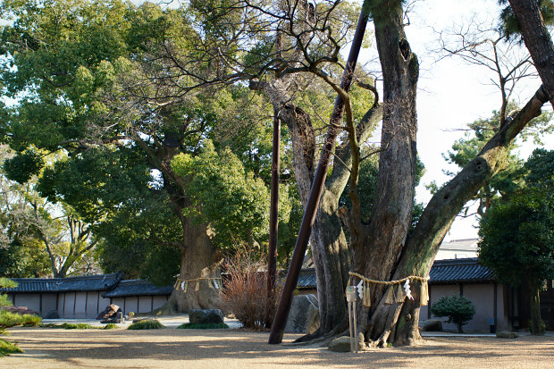 住吉大社・神館の楠