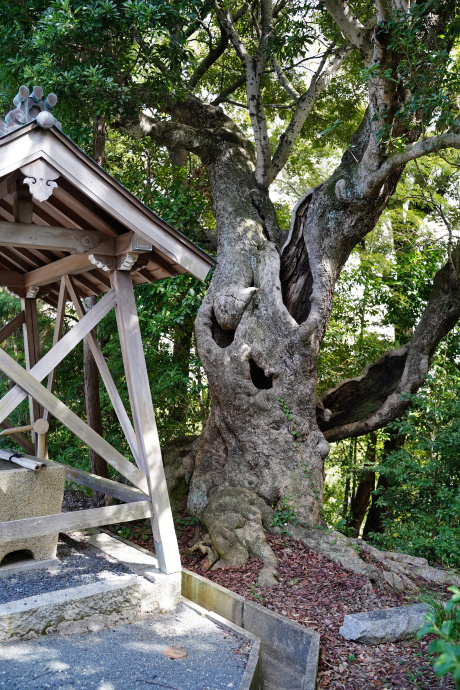 素盞嗚尊神社のヤマモモ