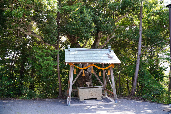 素盞嗚尊神社のヤマモモ