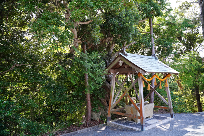 素盞嗚尊神社のヤマモモ