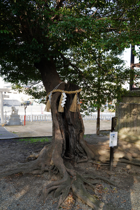 忠岡神社のヒョウの木