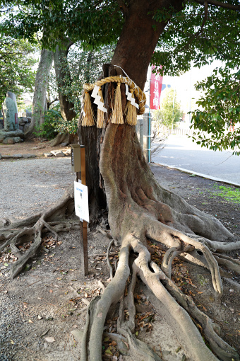 忠岡神社のヒョウの木