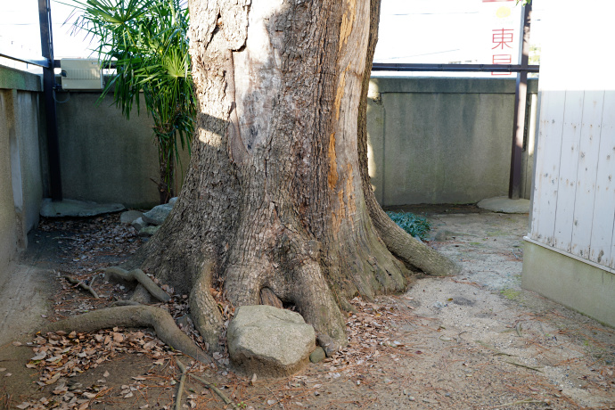 忠岡神社のクスノキ