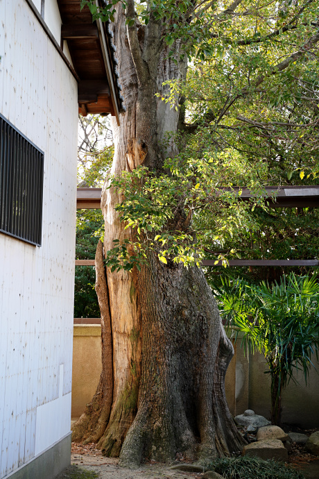 忠岡神社のクス