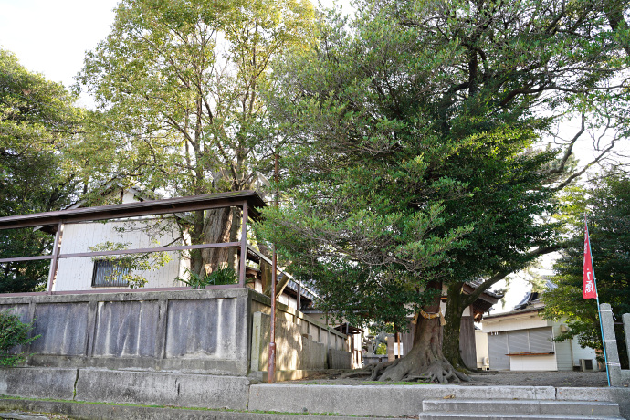 忠岡神社のクスとヒョウの木