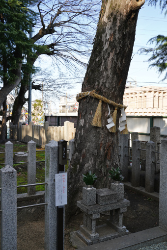 御神木・巳さん