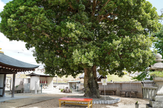 帝釈寺のヤマモモ