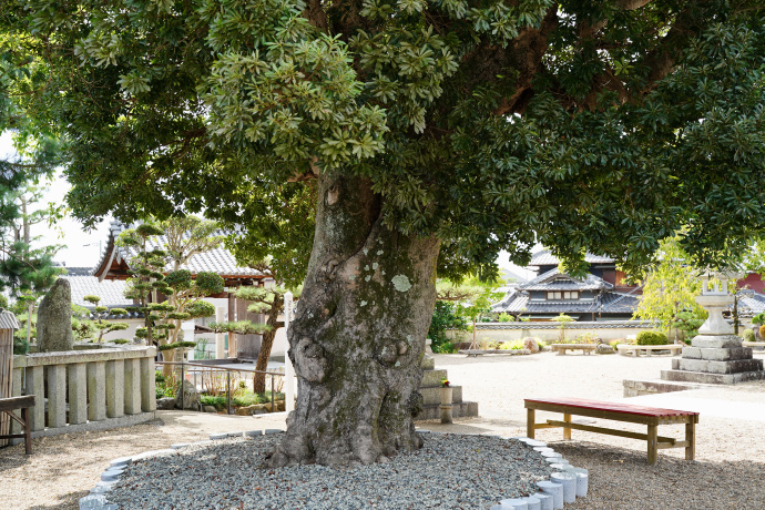 帝釈寺のヤマモモ