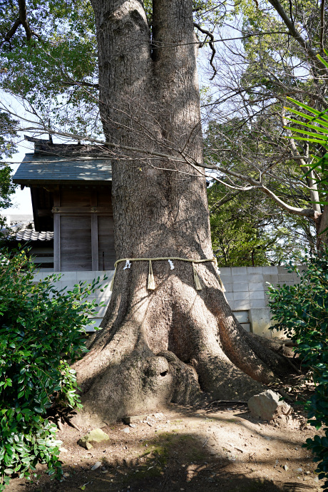 丹比神社のクスノキ1