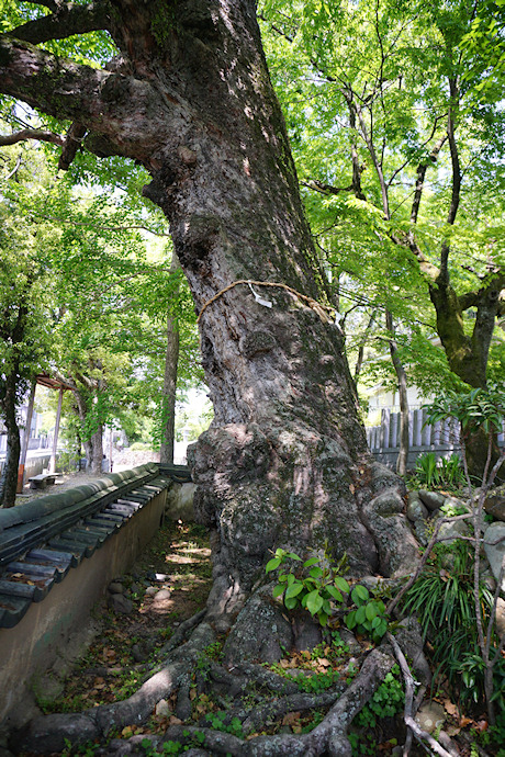 積川神社の椋