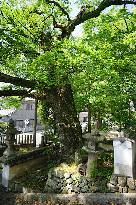 積川神社の椋