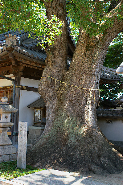 踞尾八幡神社の楠