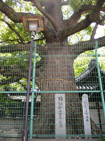 踞尾八幡神社の楠