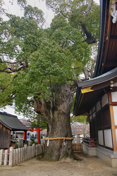 堤根神社の楠