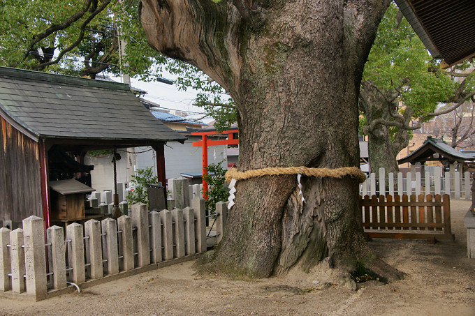 堤根神社の楠