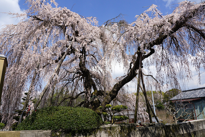 若樫の百滝桜