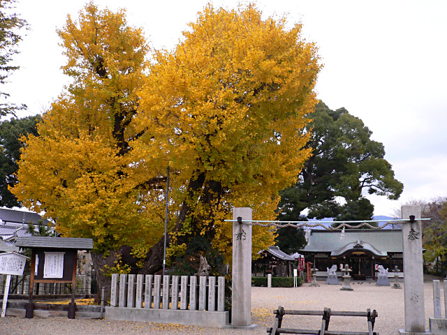 矢作神社の大銀杏