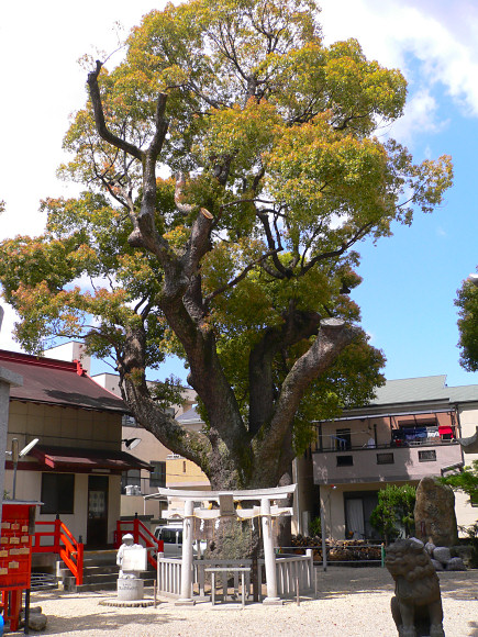 八坂神社のクスの木