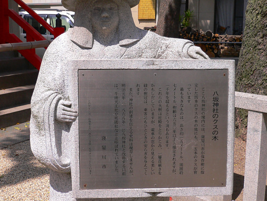 八坂神社のクスの木説明板