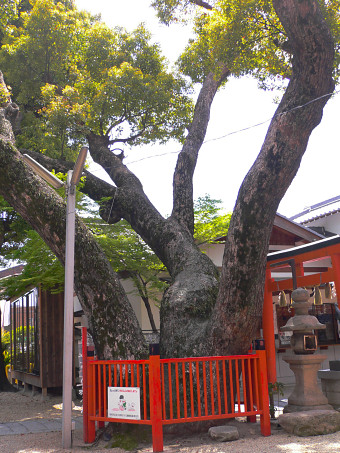 八坂神社のクスの木
