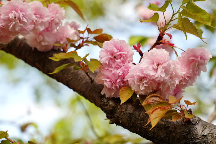 花染井