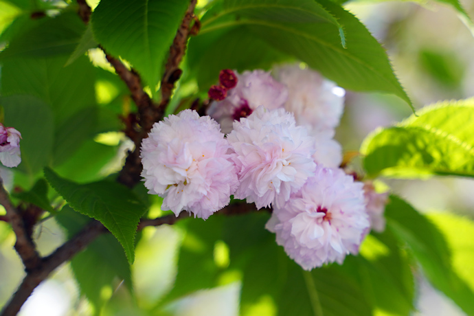 伊予菊桜