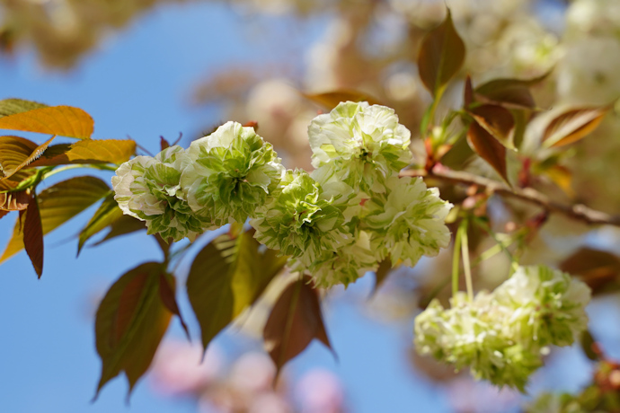 園里黄桜