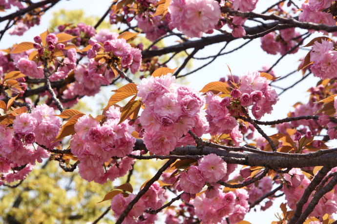 造幣局の桜の通り抜け ３