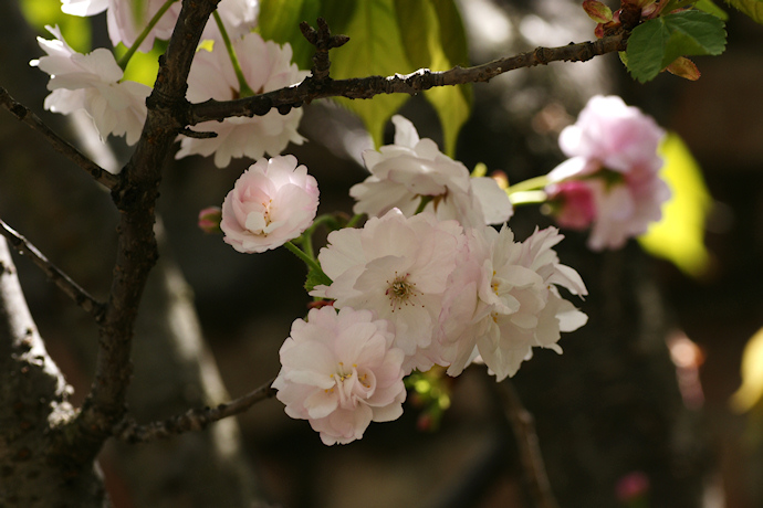 ６．奈良八重桜