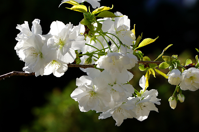 千原桜