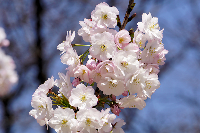 佐野桜