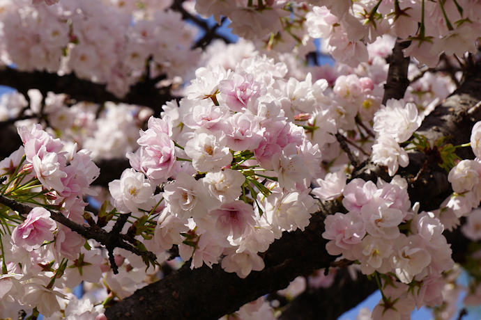 笹部桜