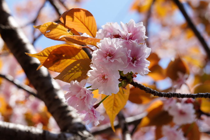 御信桜