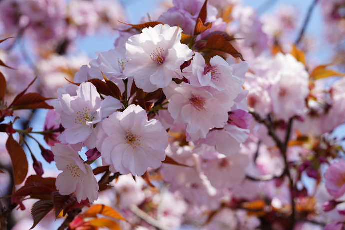 大沢桜