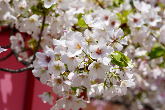 大島桜