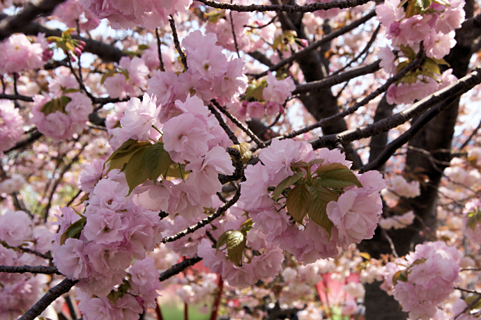 造幣局の桜の通り抜け １